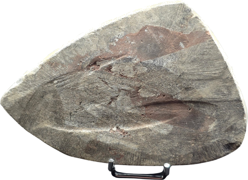 Ortocero (Orthoceras) fosilija, 11 cm, Marokas (2)