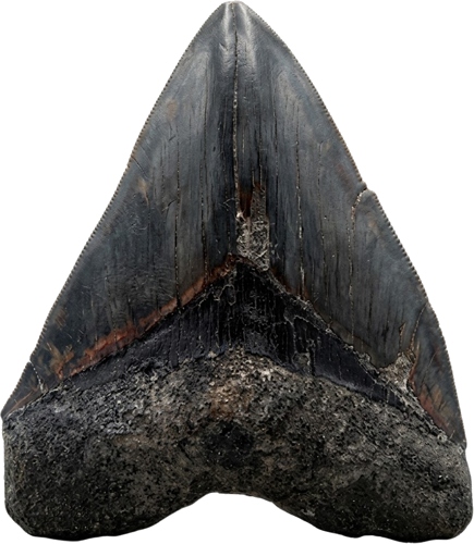 Зъб от мегалодон (Carcharocles megalodon), Неоген, ~23–3,6 млн. години (1)