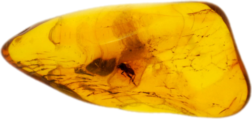 1,25 g Dzintara tīrradnis ar inkrustāciju (1)