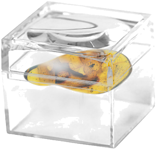 3,20 g Gintaro grynuolis su inkliuzu (2)