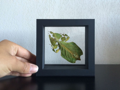 Рамка Magic Frame (11)