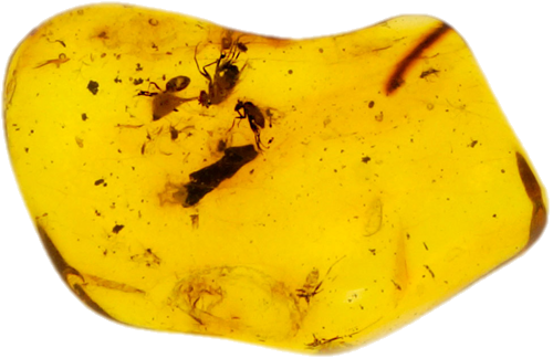 1,65 g Amber Nugget with 4 inclusions (1)