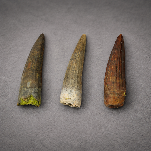 Dinozauro dantų rinkinys (Suchomimus), Nigeris, ~113 mln. m. (2)