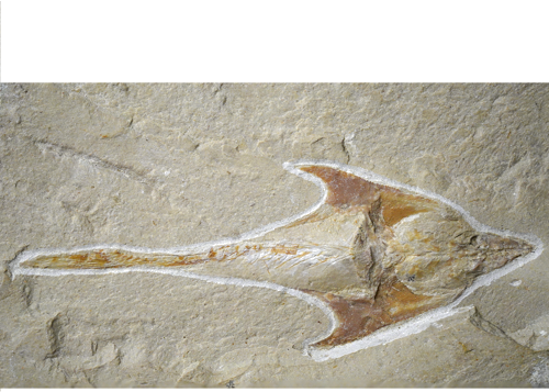 Fosil на риба Coccodus, Титонска епоха (преди 163,5–145 млн. години), Ливан (2)