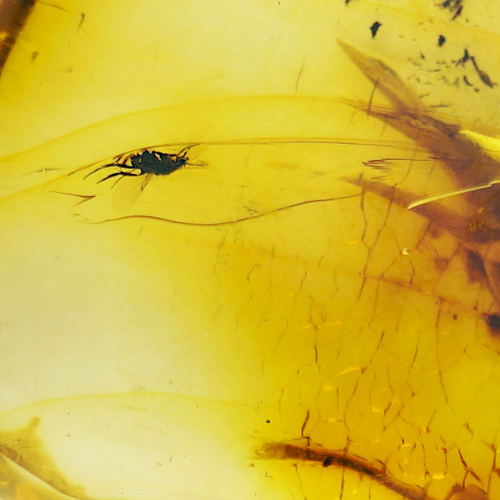 8,75 гр. Самороден кехлибар с фосил (4)