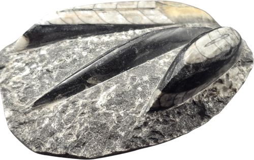 Orthoceras mollusk fossil, 10 cm, Morocco (1)