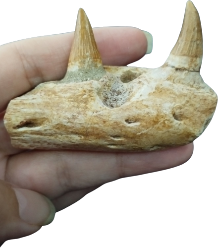 Mozauraus žandikaulio fragmentas su dantų fosilijomis, 5 x 7 cm, Marokas (1)