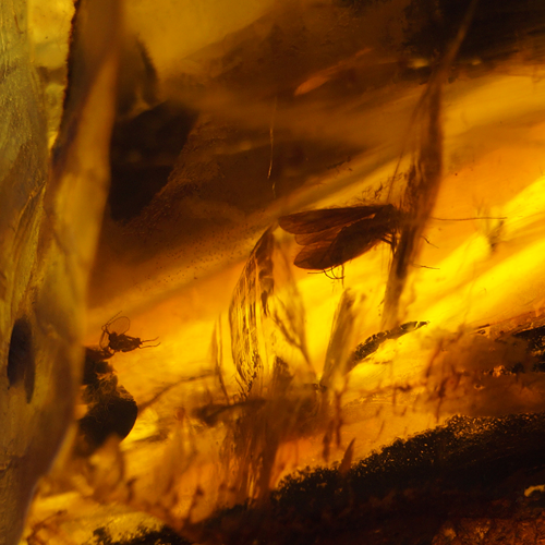 47 g Gintaro grynuolis su inkliuzu (2)