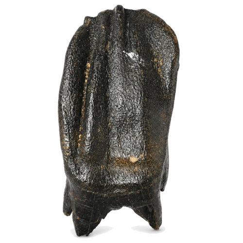 Gauruotojo raganosio danties fosilija (Coelodonta antiquitatis), Amūro regionas, apie 400–14 tūkst. metų. (1)