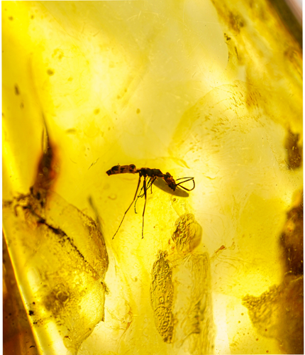 23,55 g Amber Nugget with inclusion (2)