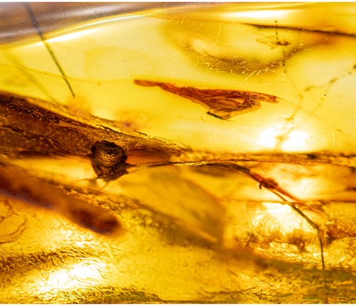 42 g Gintaro grynuolis su voro inkliuzu (4)