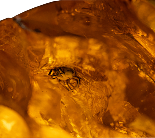 87,25 g Amber Nugget with bug inclusion (2)