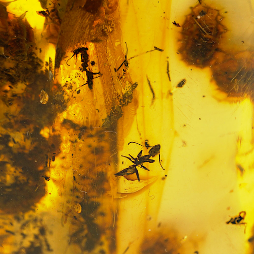 16,40 g Amber Nugget with ants inclusions (2)