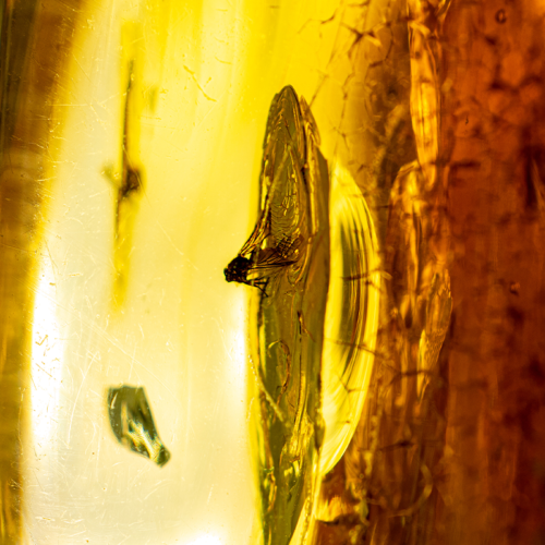 91,85 гр. Самороден кехлибар с фосил (2)