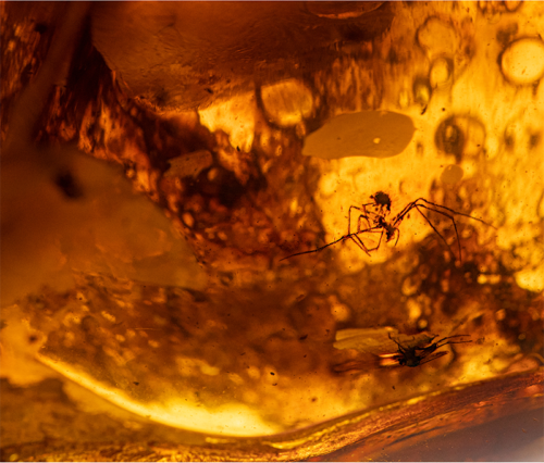 58,45 g Amber Nugget with inclusion (2)