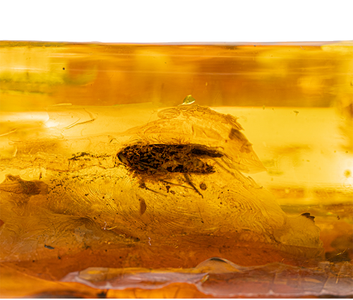 20,10 g Gintaro grynuolis su inkliuzu (2)