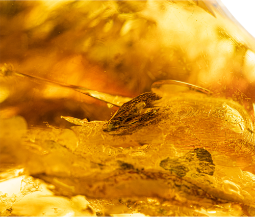 63,60 g Gintaro grynuolis su inkliuzu (3)