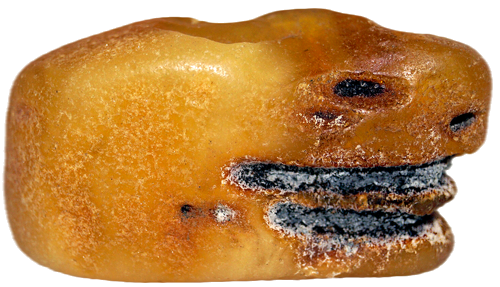 Морской янтарь 7,70 г (1)