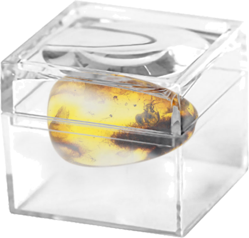 1,60 g Amber Nugget with Ant inclusion (2)