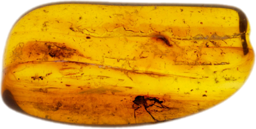 1,55 g Gintaro grynuolis su inkliuzu (1)