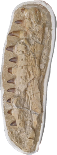 Фосил от челюст на мозазавър (Mosasaurus beaugei), 74 x 24,5 см, Мароко (2)