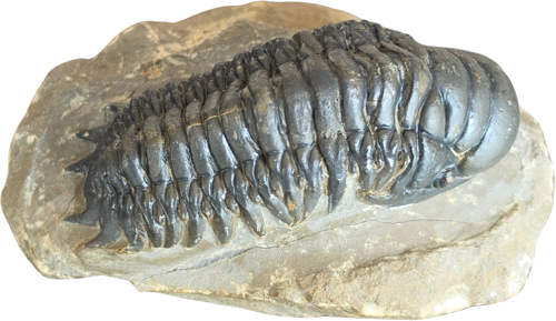 Trilobito (Crotacephalina gibbosa) fosilija, 9 cm, Marokas (2)
