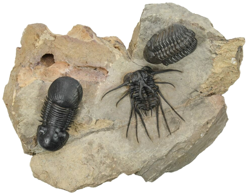 Trijų trilobitų rūšių fosilijos – Dicranurus monstrosus, Reedops ir Paralejurus, Marokas (1)