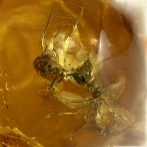 21,90 g Gintaro grynuolis su inkliuzais (3)