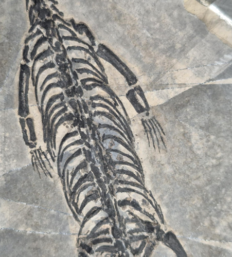 Rāpuļa fosilija (Keichousaurus hui), Ķīna, ~247,2–237 milj. gadu (2)