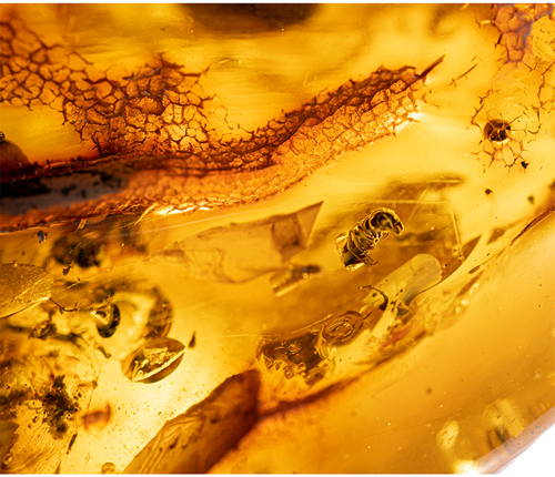 42,55 g Amber Nugget with inclusion (2)