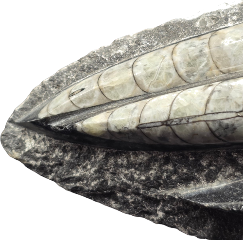 Orthoceras moliuskų fosilija, 12 cm, Marokas (3)