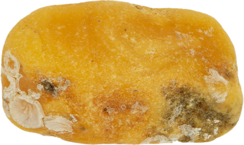 5,65 g Jūras dzintara tīrradnis (2)