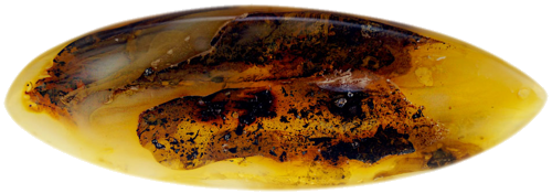 6,25 гр. Самороден кехлибар с фосил (2)