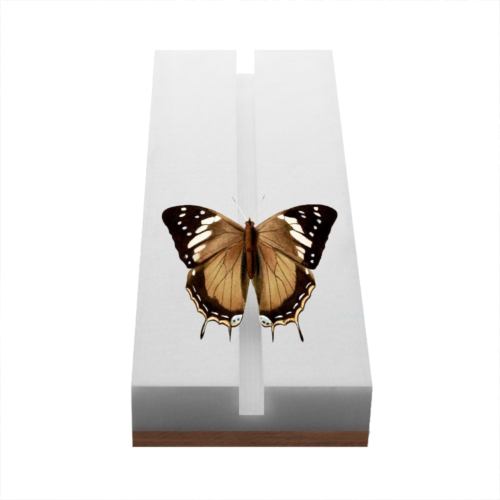 Entomological Insect Spreading Board with Plastazote Base (1)