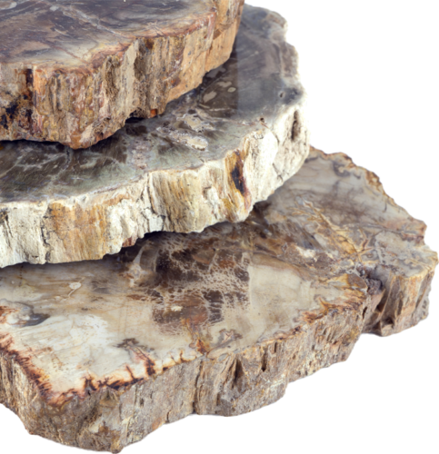 Petrified wood (2)