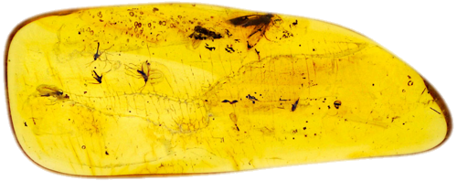 2,40 g Amber Nugget with inclusion (1)