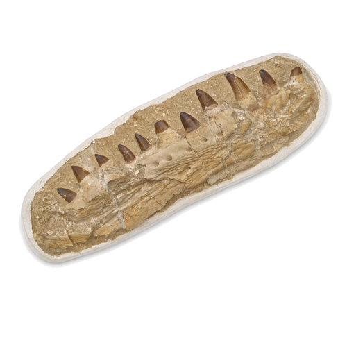 Mozazauro (Mosasauridae) žandikaulis su 11 fosilinių dantų, Marokas, 72–66 mln. metų (3)