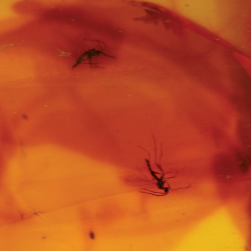 15,65 g Dzintara tīrradnis ar inkrustāciju (5)