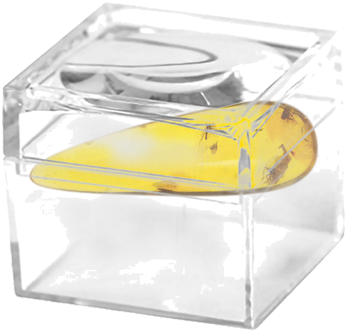 3,00 гр. Самороден кехлибар с фосил (2)