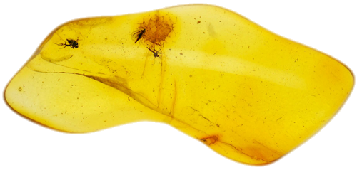 1,80 g Gintaro grynuolis su inkliuzu (1)