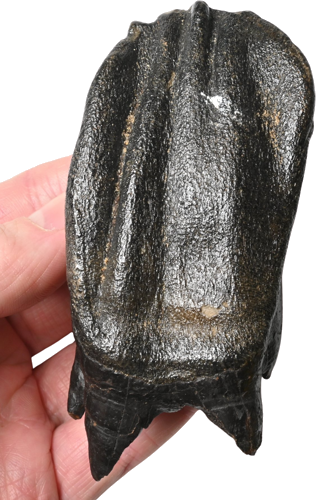 Окаменелость зуба шерстистого носорога Coelodonta antiquitatis, 9,5 x 4,5 см, Россия (2)