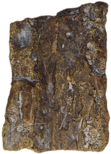 292 g Gintaro grynuolis (1)