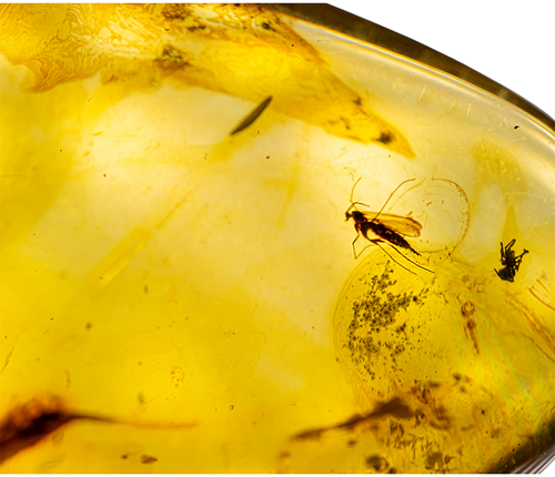 23,55 g Amber Nugget with inclusion (3)