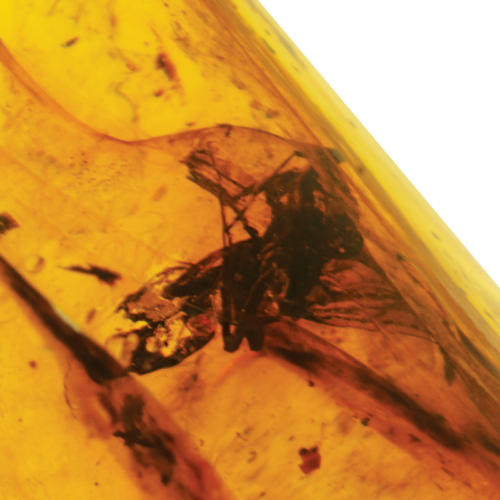 5,55 g Amber Nugget with inclusion (4)