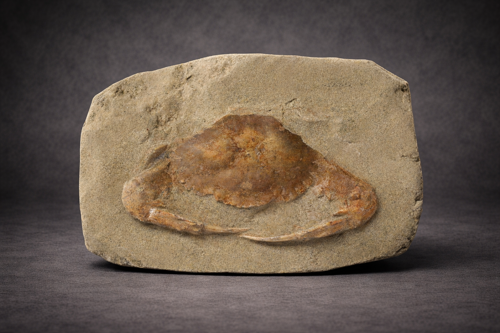 Charybdis crab fossil, 14 cm, Miocene (23.03–5.33 million years), Java, Indonesia (3)