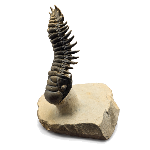 Trilobito fosilija (Crotalocephalina gibbus), Marokas, apie 410–408 mln. m. (2)