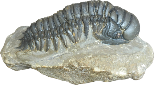 Trilobito (Crotacephalina gibbosa) fosilija, 9 cm, Marokas (1)