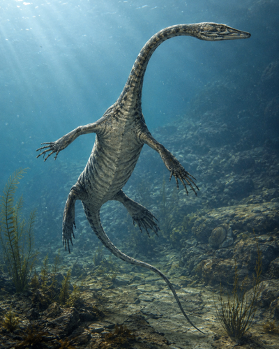 Jūrinio roplio fosilija (Keichousaurus), Kinija, vidurinis Triasas, apie 241–237 mln. m. (4)