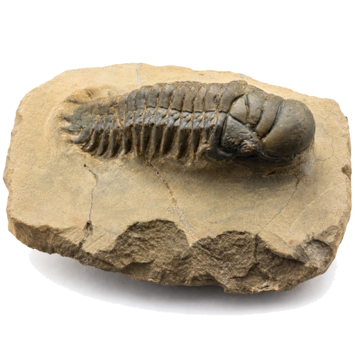Trilobito fosilija (Crotalocephalina gibbus), Marokas, apie 410–408 mln. metų (1)
