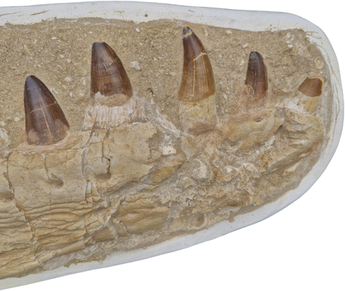 Mozazauro (Mosasaurus beaugei) žandikaulio fosilija, 74 x 24,5 cm, Marokas (2)